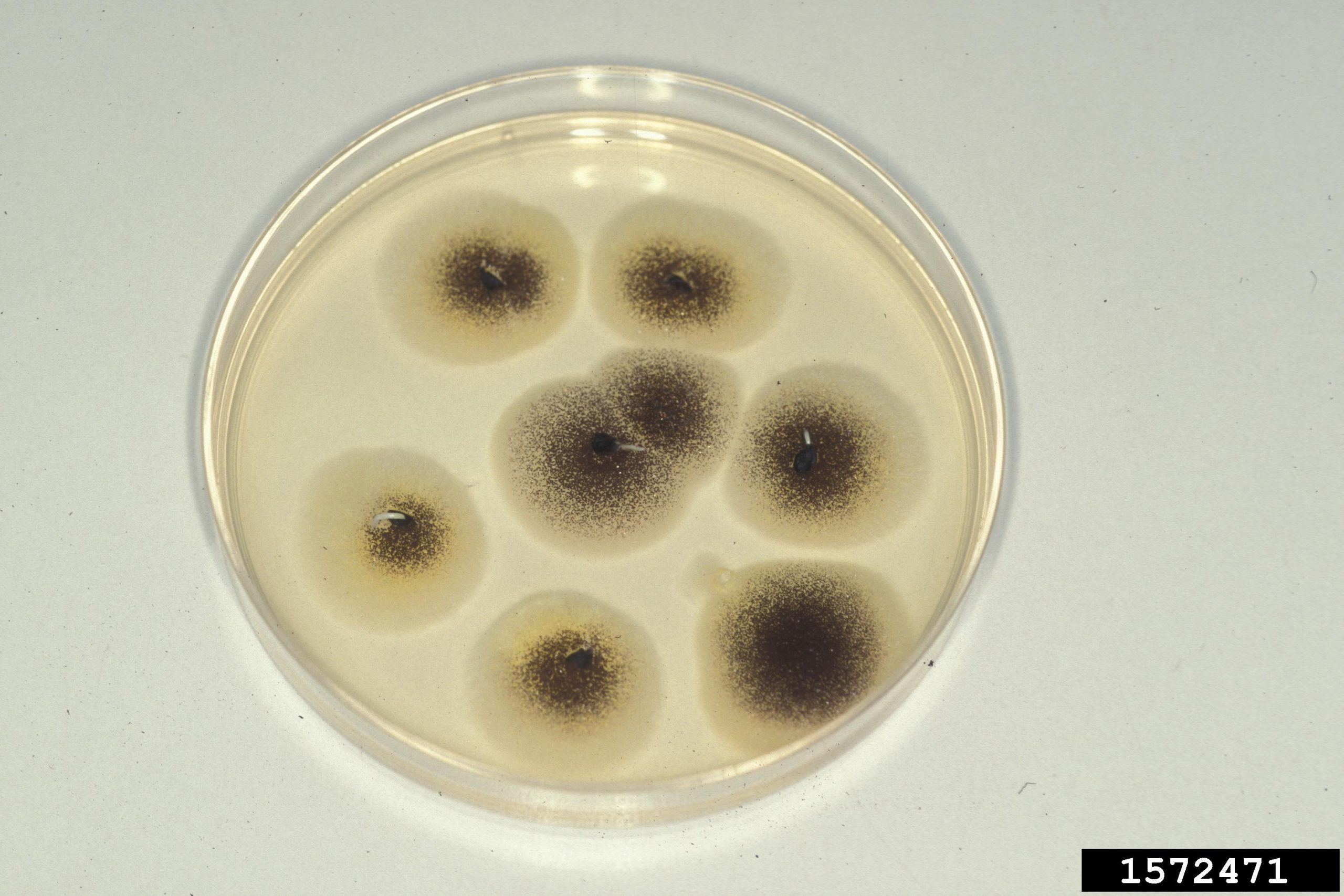 What Does Black Mold Look Like In A Petri Dish At Cheryl Franklin Blog within Black Mold In Petri Dish