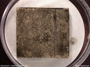 What Toxic Black Mold In A Petri Dish Home Mold Test Kit Looks Like? throughout Black Mold In Petri Dish