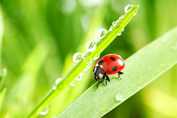 Why Is There A Lot Of Ladybugs In My House? Stopping Ladybug Swarms ... throughout The Surprising Reason Why Ladybugs Choose Your House