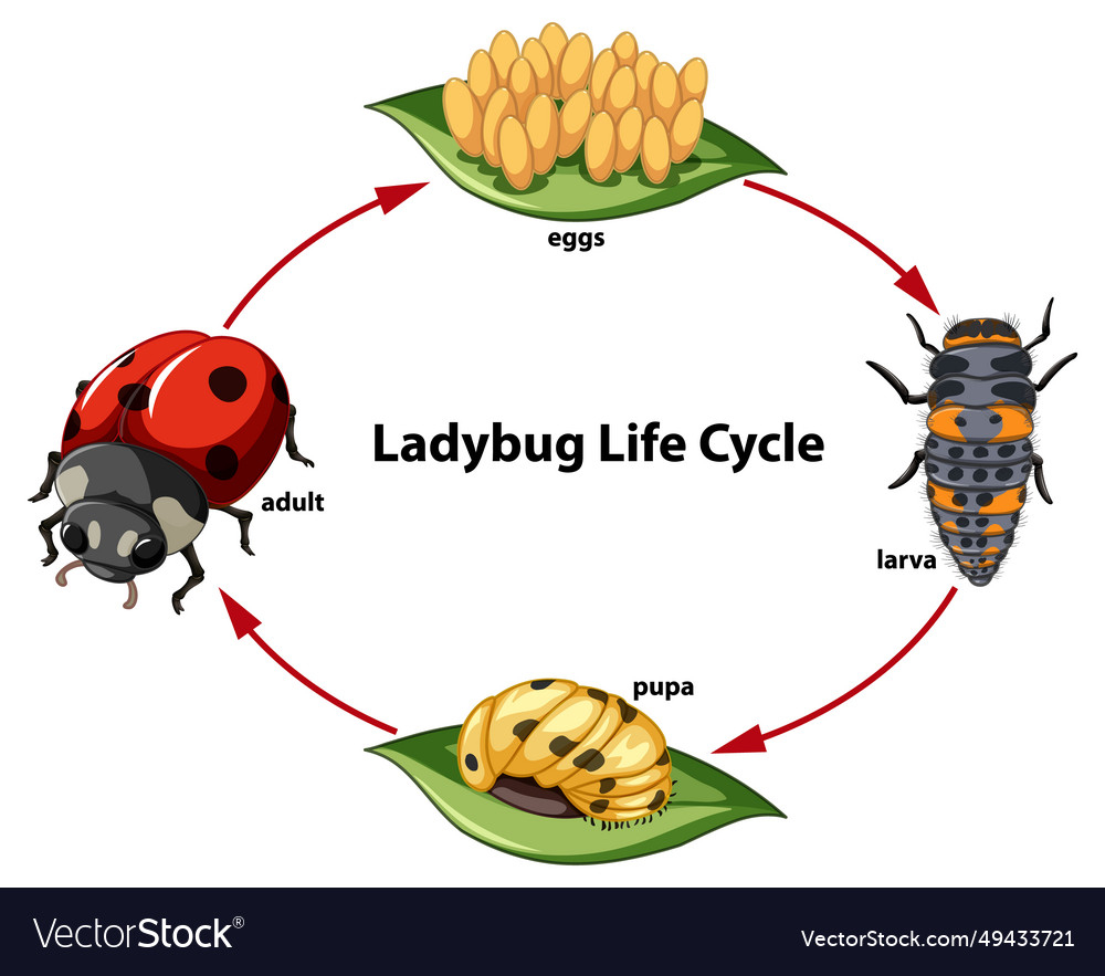 Yellow Ladybug Life Cycle At Carmen Rivet Blog with The Ladybug Lifecycle: When Do These Helpful Insects Appear Each Year?