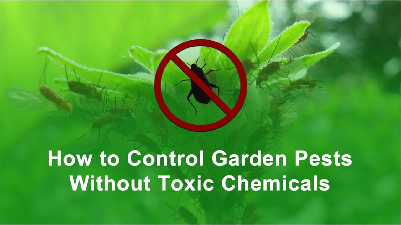 How To Control Garden Pests Without Toxic Chemicals - Mars Hydro # ... within Managing Common Pest Problems Without Harmful Pesticides In Your Backyard