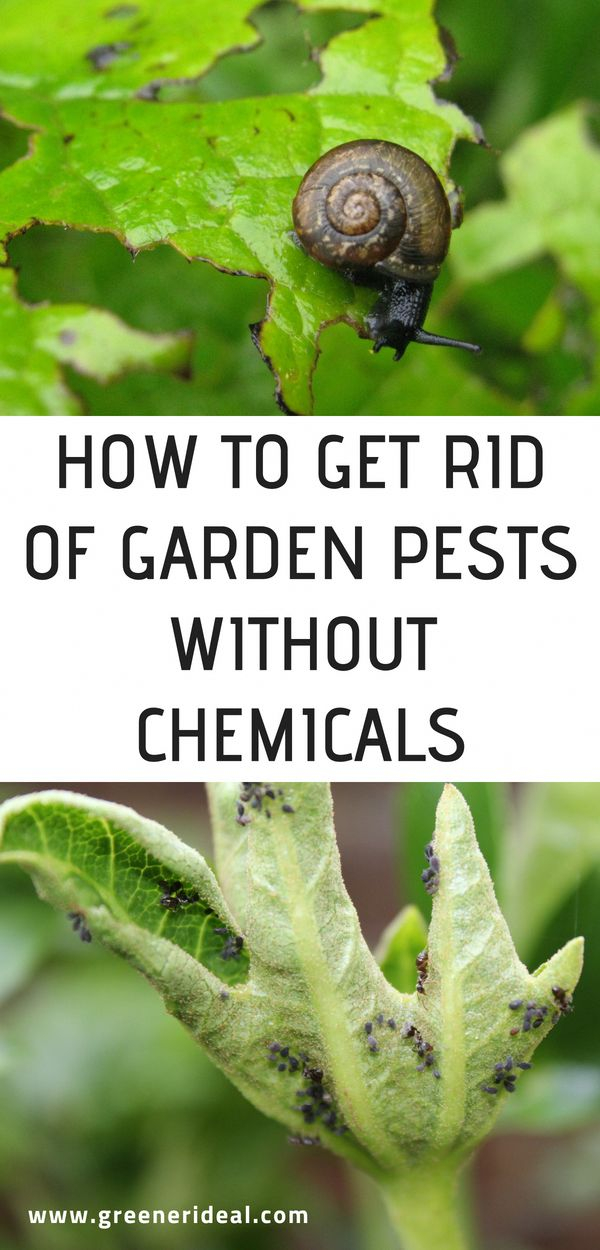 How To Get Rid Of Garden Pests Without Chemicals | Garden Pests ... regarding Managing Common Pest Problems Without Harmful Pesticides In Your Backyard