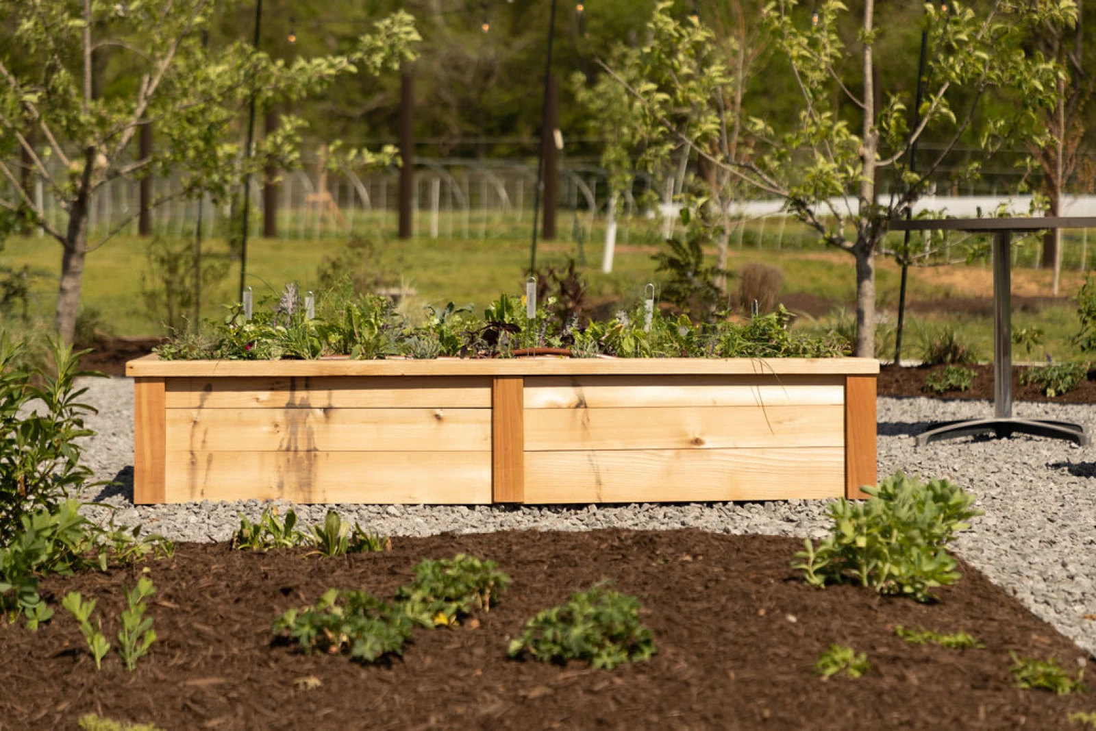 Avoiding Chemical Leachate Protecting Your Organic Vegetables with Untreated Cedar 2