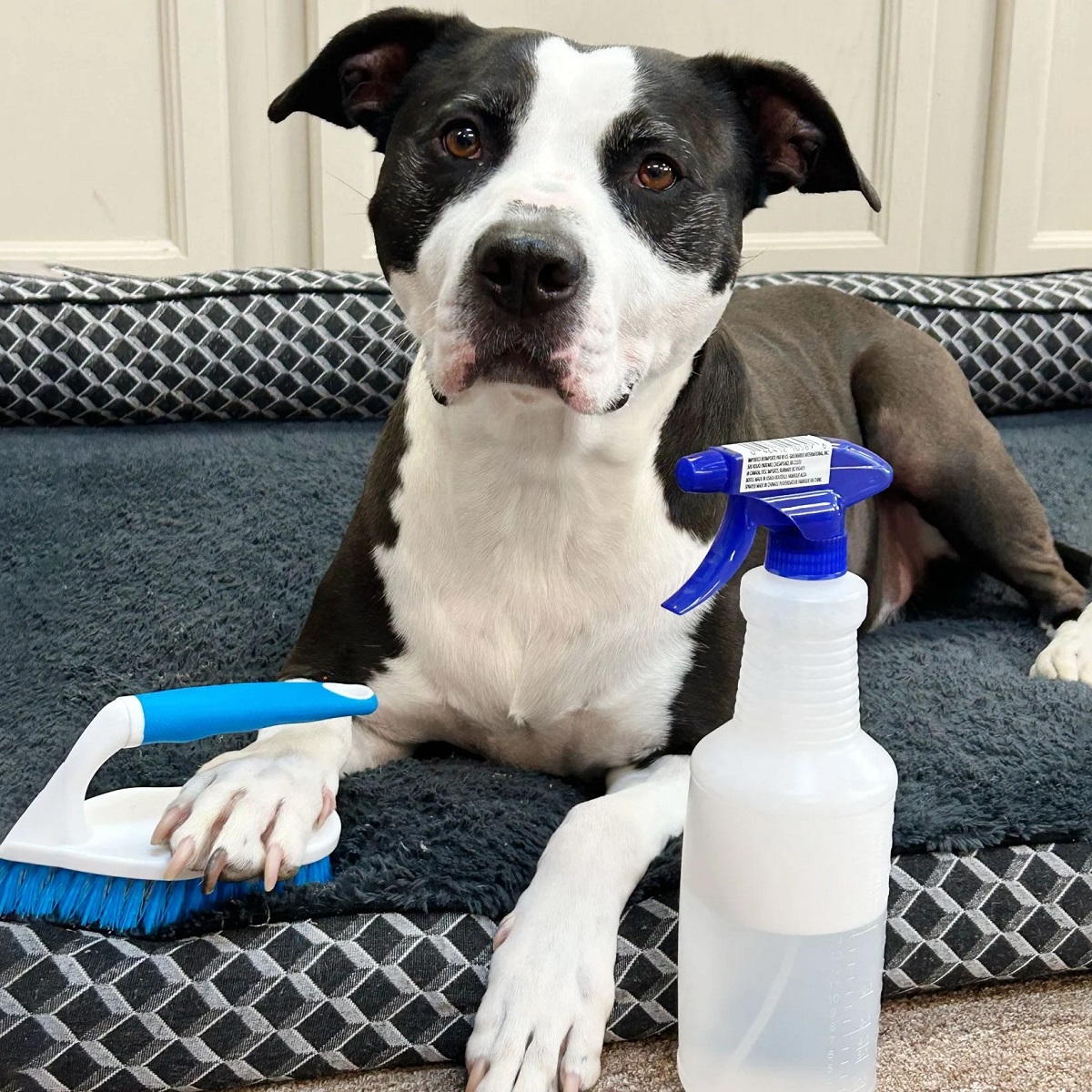 What you need to know before cleaning a foam mattress for dogs 5